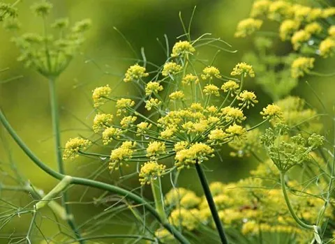 گیاه انغوزه تند آشنایی صفر تا صد قیمت خرید عمده