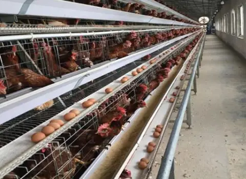 تجهیزات مرغداری تخمگذار ؛ 3 سیستم سرمایش گرمایش رطوبت ساز سهولت پرورش