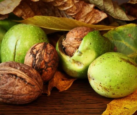 گردو سبز با پوست؛ طبع گرم تازه شیرین آنتی اکسیدان قوی Vitamin