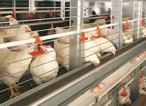 تجهیزات مرغداری گوشتی؛ هواکش آبخوری استیل نیمه اتوماتیک Equipment