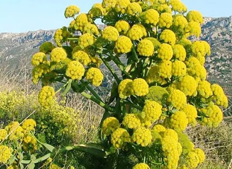 شیره آنغوزه تند + قیمت خرید، کاربرد، مصارف و خواص