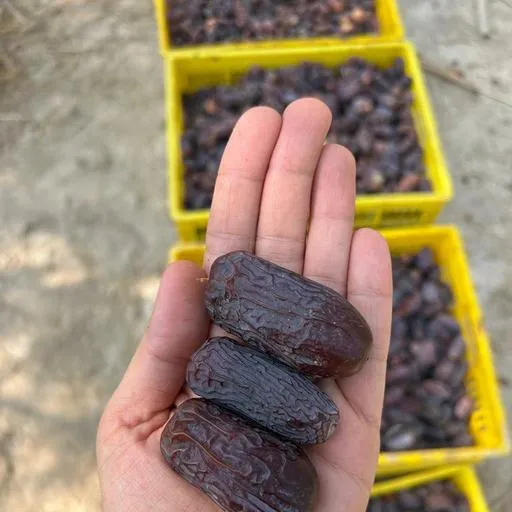 قیمت خرما مجول صادراتی + پخش تولیدی عمده کارخانه