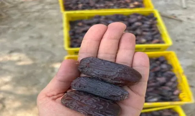 قیمت خرما مجول صادراتی + پخش تولیدی عمده کارخانه