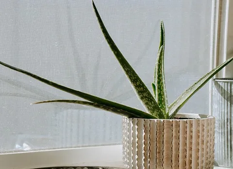 قیمت و خرید گیاه زینتی آلوورا با مشخصات کامل