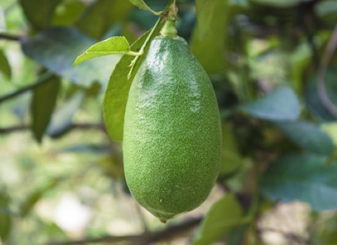 قیمت و خرید لیمو ترش انگشتی استرالیایی + فروش ارزان