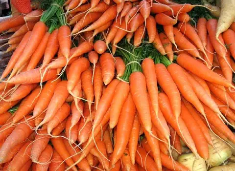 هویج صادراتی؛ نارنجی زرد شیرین پیشگیری سرطان حاوی پتاسیم
