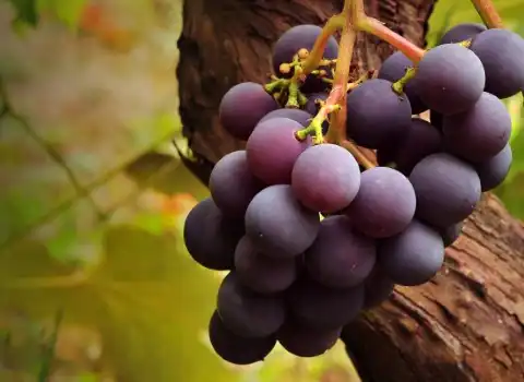 بهترین انگور سیاه سردشت + قیمت خرید عالی