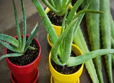 لیست قیمت گیاه آلوئه ورا کوهی به صورت عمده و با صرفه