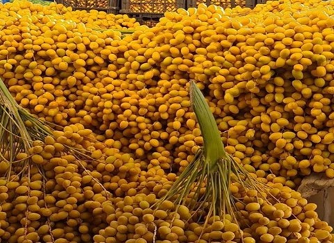 مشخصات خرما خارک و نحوه خرید آن به صورت عمده