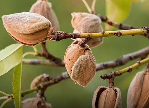 بادام مامایی خوشه ای + قیمت خرید، کاربرد، مصارف و خواص