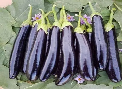 معرفی بادمجان قلمی گلخانه ای + بهترین قیمت خرید