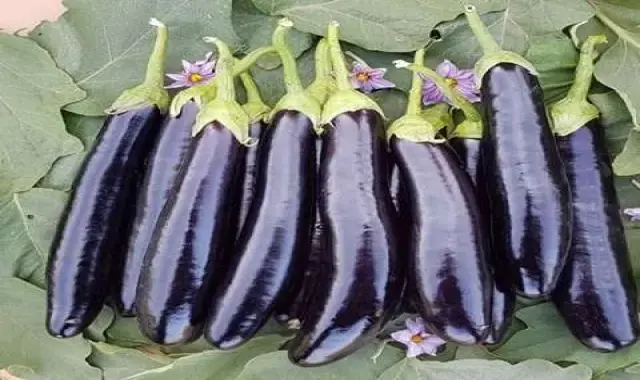 معرفی بادمجان قلمی گلخانه ای + بهترین قیمت خرید