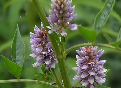 گیاه شیرین بیان کوهی + قیمت خرید، کاربرد، مصارف و خواص