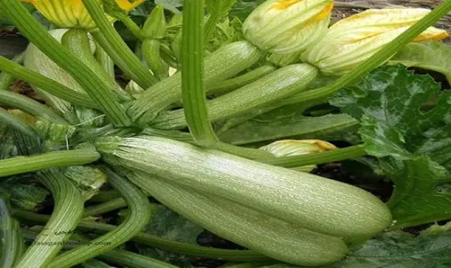 بهترین کدو سبز خورشتی + قیمت خرید عالی