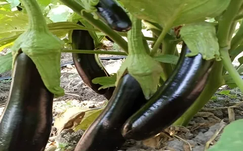 بادمجان قلمی ژاپنی آشنایی صفر تا صد قیمت خرید عمده