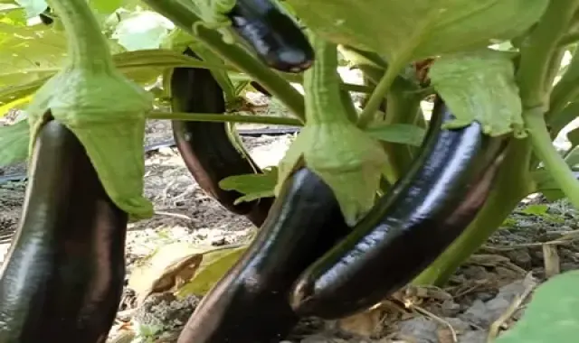 بادمجان قلمی ژاپنی آشنایی صفر تا صد قیمت خرید عمده