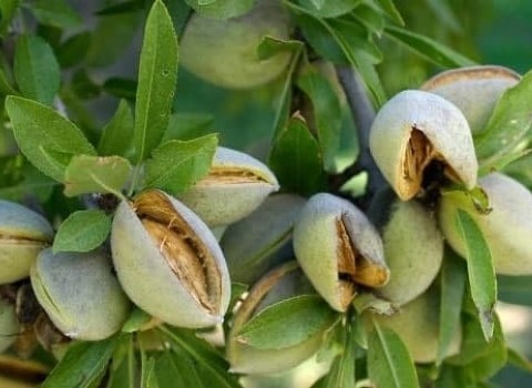 قیمت بادام پسته ای