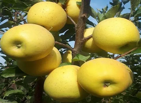 سیب زرد لبنانی؛ شیرین معطر پوست نازک حاوی Phenolic