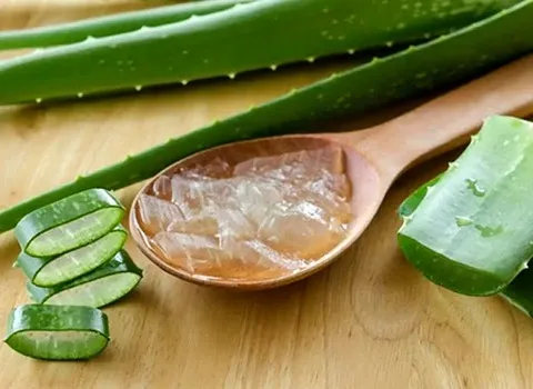 راهنمای خرید گیاه آلوورا خوراکی + قیمت عالی