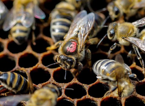 خرید انواع زنبور ملکه سیاه + قیمت