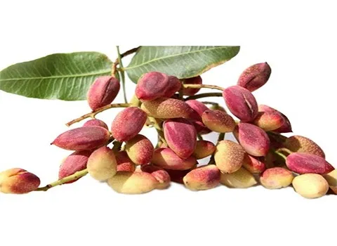 پسته خام | خرید انواع پسته خام در بسته بندی های مختلف