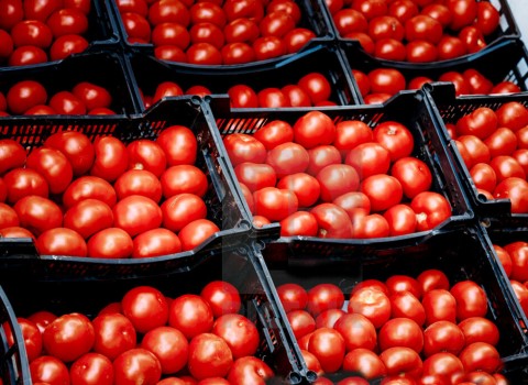 گوجه صادراتی گلخانه ای اصفهان | خرید با قیمت ارزان