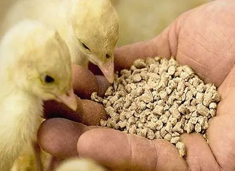 خرید خوراک دام و طیور + قیمت عالی با کیفیت تضمینی