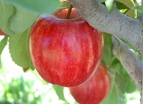 سیب گالا فرانسوی همراه با توضیحات کامل و آشنایی