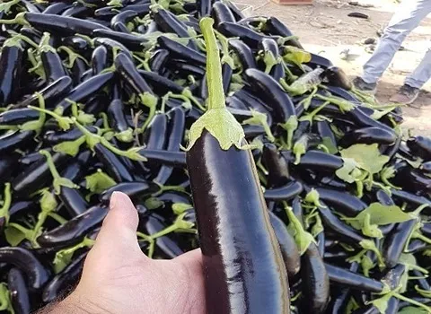 خرید بادمجان اعلاء | فروش با قیمت مناسب