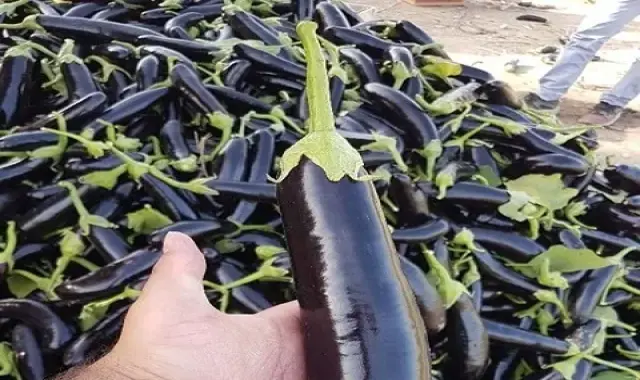 خرید بادمجان اعلاء | فروش با قیمت مناسب