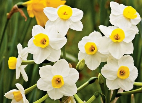 قیمت گل نرگس + خرید و فروش گل نرگس عمده