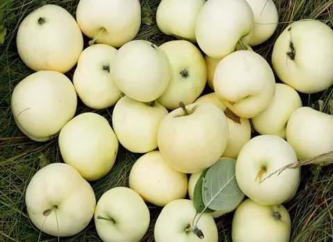 قیمت سیب سفید مراغه + مشخصات بسته بندی عمده و ارزان