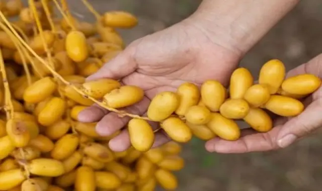 خرمای نارس زرد؛ آهن رژیمی بهبود مشکلا پوستی یبوست درمان مشکلات گوارش