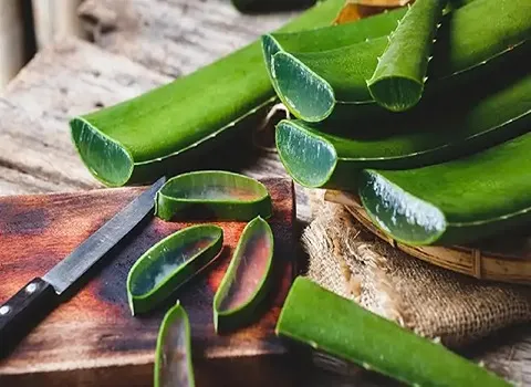 قیمت گیاه آلوورا خوراکی + پخش تولیدی عمده کارخانه