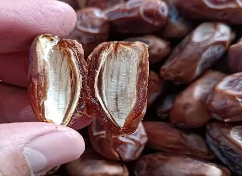 خرمای بدون هسته پیارم قیمت مناسب در زاهدان کد 33