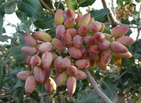 پسته روی درخت (خشکبار) اکبری احمد آقایی حاوی فیبر پروتئین درمان کم خونی