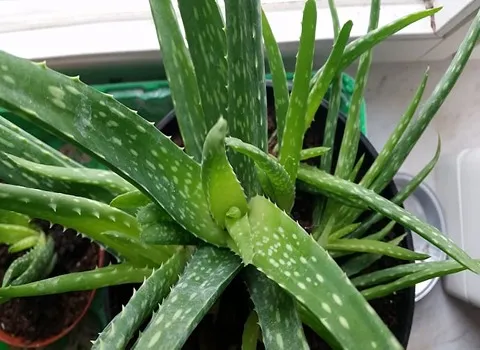 برگ آلوئه ورا تازه؛ شادابی لطافت پوست صورت درمان استرس رخم معده دارویی