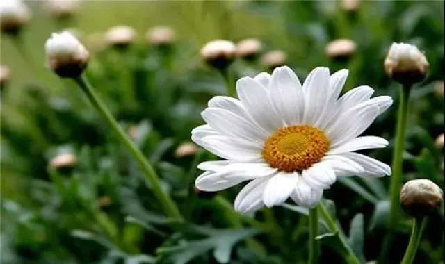 خرید بابونه بهاری + معرفی کارخانه تولید و عرضه پخش