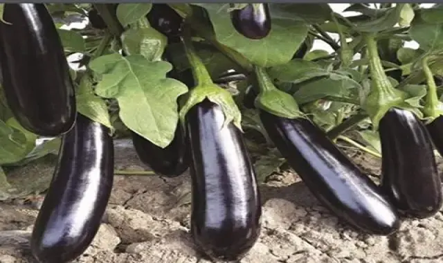 با بادمجان قلمی گلخانه ای حتی در فصول سرد سال نیز این محصول پرطرفدار را در اختیار دارید