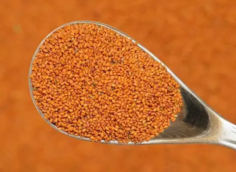 خرید خاکشیر کیلویی درجه یک