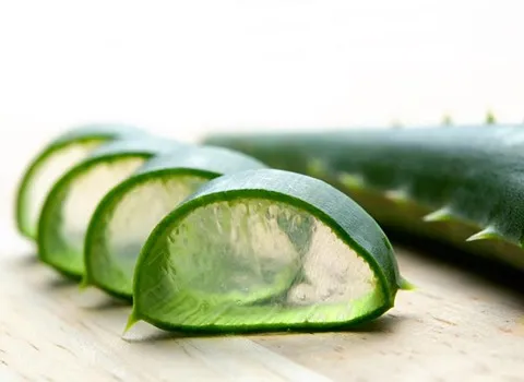 خرید انواع گیاه آلوورا خوراکی + قیمت