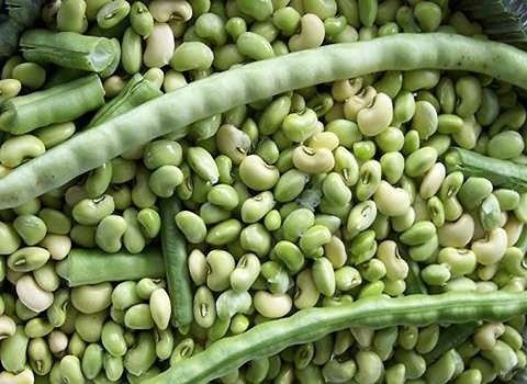 قیمت لوبیا چشم بلبلی سبز