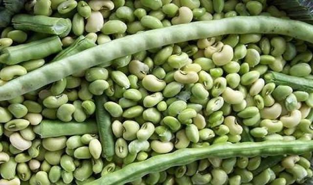 قیمت لوبیا چشم بلبلی سبز