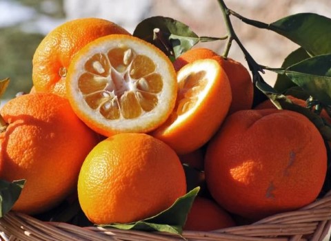 قیمت نارنج شمال + بهترین قیمت خرید روز نارنج شمال با جدیدترین لیست قیمت فروش