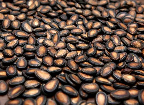 قیمت خرید تخمه هندوانه سبزوار + خواص، معایب و مزایا