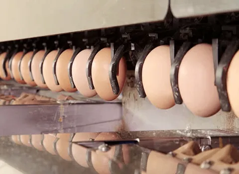 دستگاه های بسته بندی تخم مرغ آشنایی صفر تا صد قیمت خرید عمده