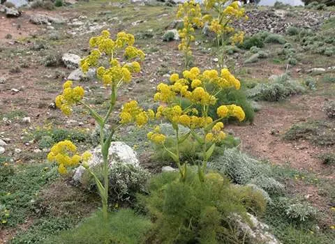 خرید عمده گیاه آنغوزه خشک با بهترین شرایط
