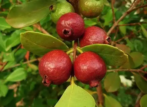میوه گواوا قرمز + قیمت خرید، کاربرد، مصارف و خواص