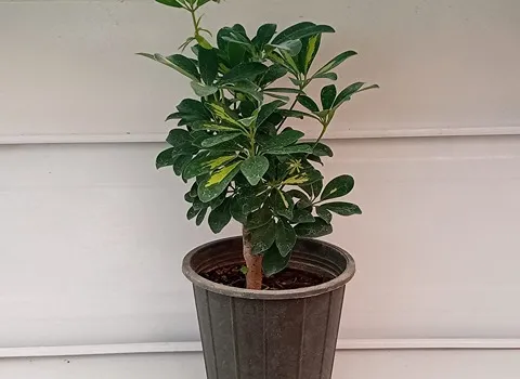 بهترین قیمت خرید گل شفلرا ابلق