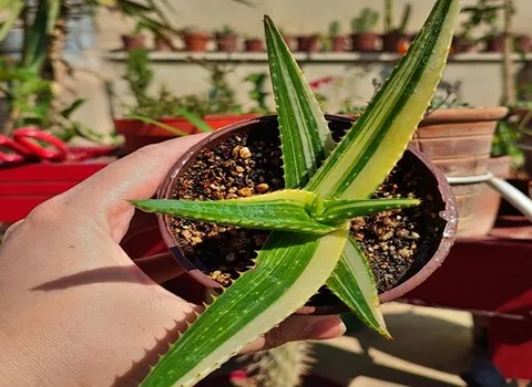 بهترین گیاه آلوئه ورا ابلق + قیمت خرید عالی